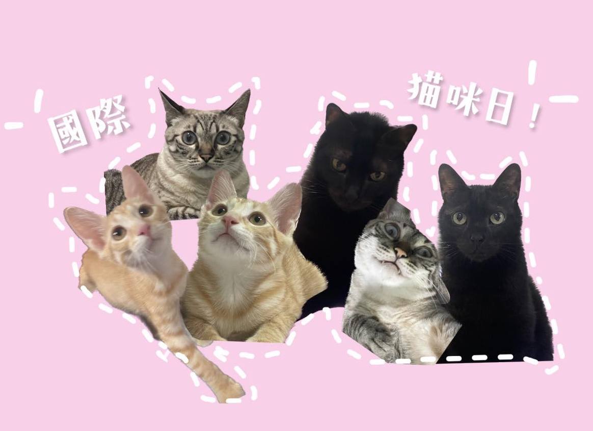 一年一度的8/8國際貓咪日,快來看看大家可愛的祝福 - 電腦王阿達 一年一度的8/8國際貓咪日,快來看看大家可愛的祝福 - 電腦王阿達