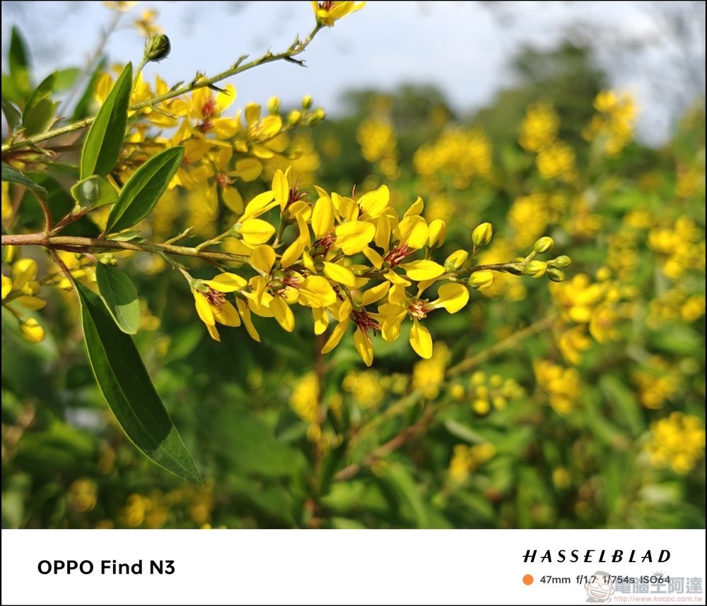 OPPO Find N3 拍攝樣張 - 33 OPPO Find N3 拍攝樣張 - 33