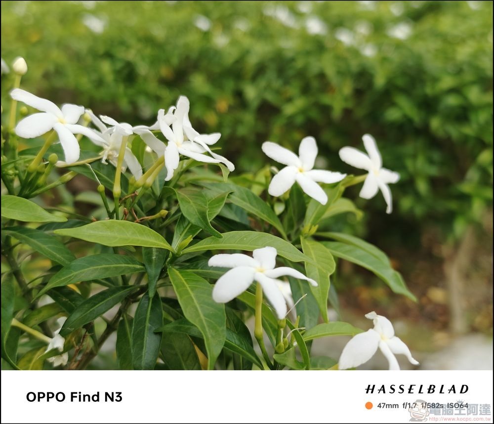 OPPO Find N3 拍攝樣張 - 35 OPPO Find N3 拍攝樣張 - 35