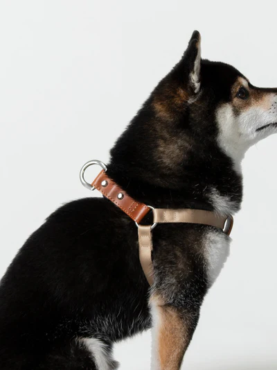 日本知名皮革老店即將推出寵物的皮革用品，連狗都有純皮書包 - 電腦王阿達