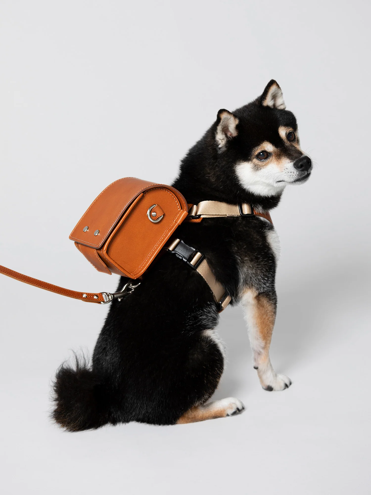 日本知名皮革老店即將推出寵物的皮革用品，連狗都有純皮書包 - 電腦王阿達