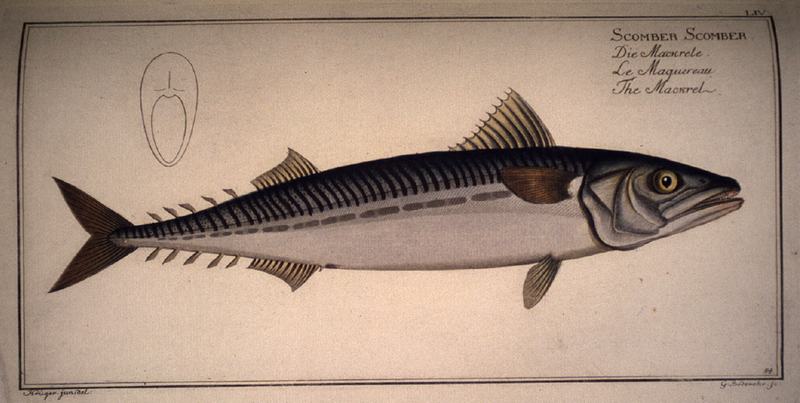 傳因案被關在監獄的 FTX 前CEO Sam Bankman-Fried 在監獄使用鯖魚罐頭做為支付工具 - 電腦王阿達 傳因案被關在監獄的 FTX 前CEO Sam Bankman-Fried 在監獄使用鯖魚罐頭做為支付工具 - 電腦王阿達