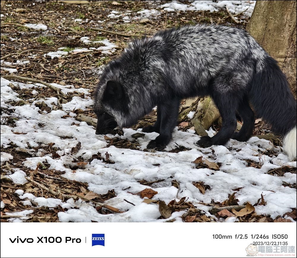 vivo X100 Pro 拍照測試 - 057 vivo X100 Pro 拍照測試 - 057