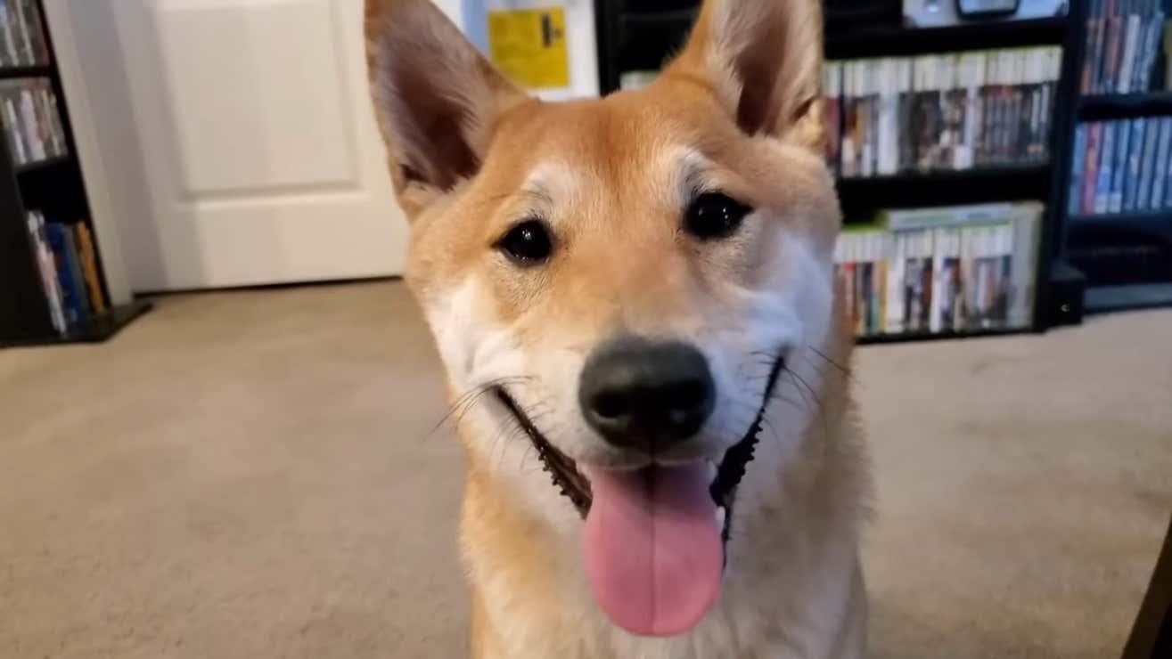 一隻柴犬成功在 AGDQ 2024 完成 Speedrun 挑戰,可惜未破世界或個人紀錄 - 電腦王阿達 一隻柴犬成功在 AGDQ 2024 完成 Speedrun 挑戰,可惜未破世界或個人紀錄 - 電腦王阿達