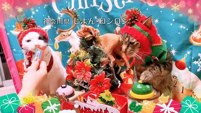 日本貓食品牌為慶祝貓之日在東京新宿站刊登超大海報,暗藏許多小巧思 - 電腦王阿達 日本貓食品牌為慶祝貓之日在東京新宿站刊登超大海報,暗藏許多小巧思 - 電腦王阿達