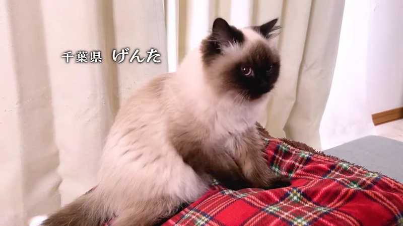 日本貓食品牌為慶祝貓之日在東京新宿站刊登超大海報,暗藏許多小巧思 - 電腦王阿達 日本貓食品牌為慶祝貓之日在東京新宿站刊登超大海報,暗藏許多小巧思 - 電腦王阿達
