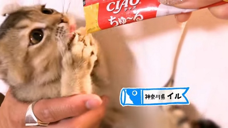 日本貓食品牌為慶祝貓之日在東京新宿站刊登超大海報,暗藏許多小巧思 - 電腦王阿達 日本貓食品牌為慶祝貓之日在東京新宿站刊登超大海報,暗藏許多小巧思 - 電腦王阿達
