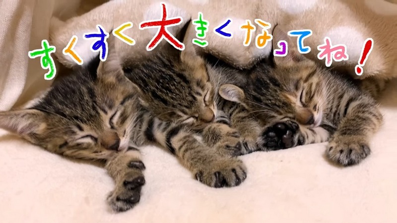 日本貓食品牌為慶祝貓之日在東京新宿站刊登超大海報,暗藏許多小巧思 - 電腦王阿達 日本貓食品牌為慶祝貓之日在東京新宿站刊登超大海報,暗藏許多小巧思 - 電腦王阿達