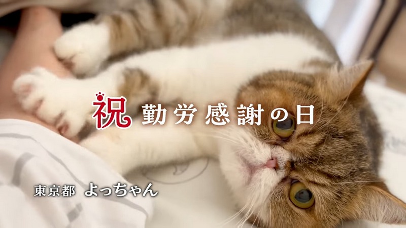 日本貓食品牌為慶祝貓之日在東京新宿站刊登超大海報,暗藏許多小巧思 - 電腦王阿達 日本貓食品牌為慶祝貓之日在東京新宿站刊登超大海報,暗藏許多小巧思 - 電腦王阿達