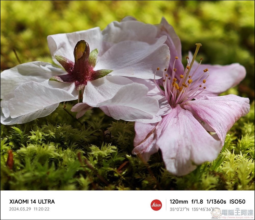 Xiaomi 14 Ultra 拍攝樣張 - 050 Xiaomi 14 Ultra 拍攝樣張 - 050