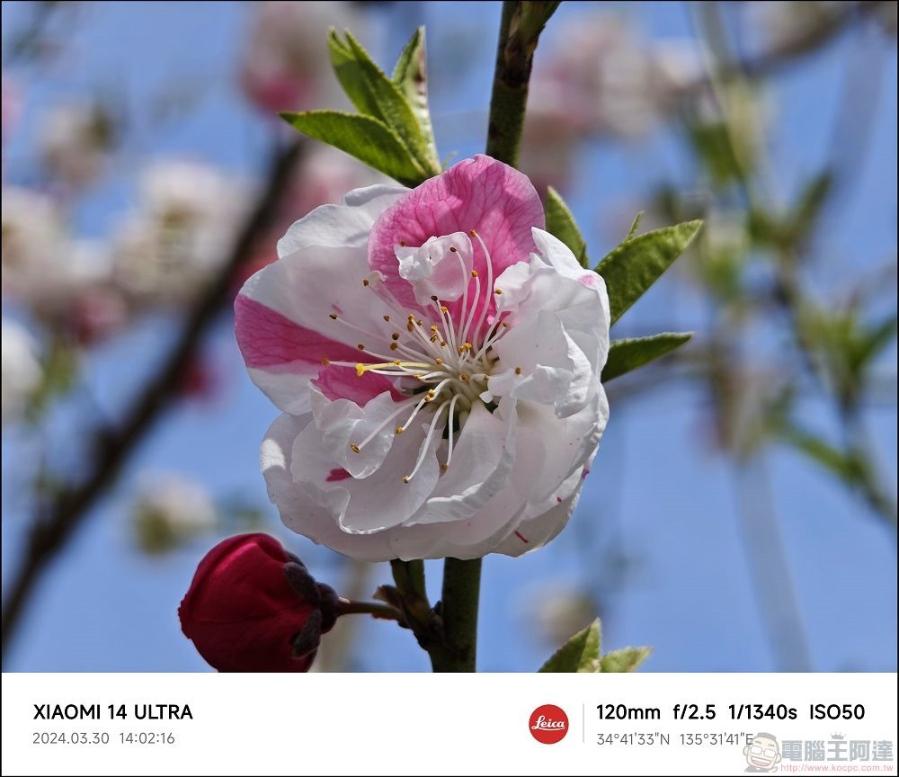 Xiaomi 14 Ultra 拍攝樣張 - 051 Xiaomi 14 Ultra 拍攝樣張 - 051
