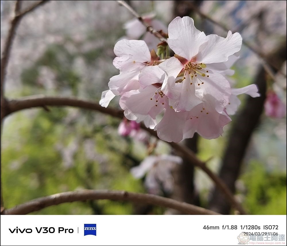 vivo V30 Pro 拍攝樣張 - 58 vivo V30 Pro 拍攝樣張 - 58