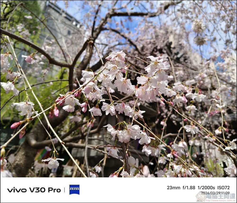 vivo V30 Pro 拍攝樣張 - 59 vivo V30 Pro 拍攝樣張 - 59