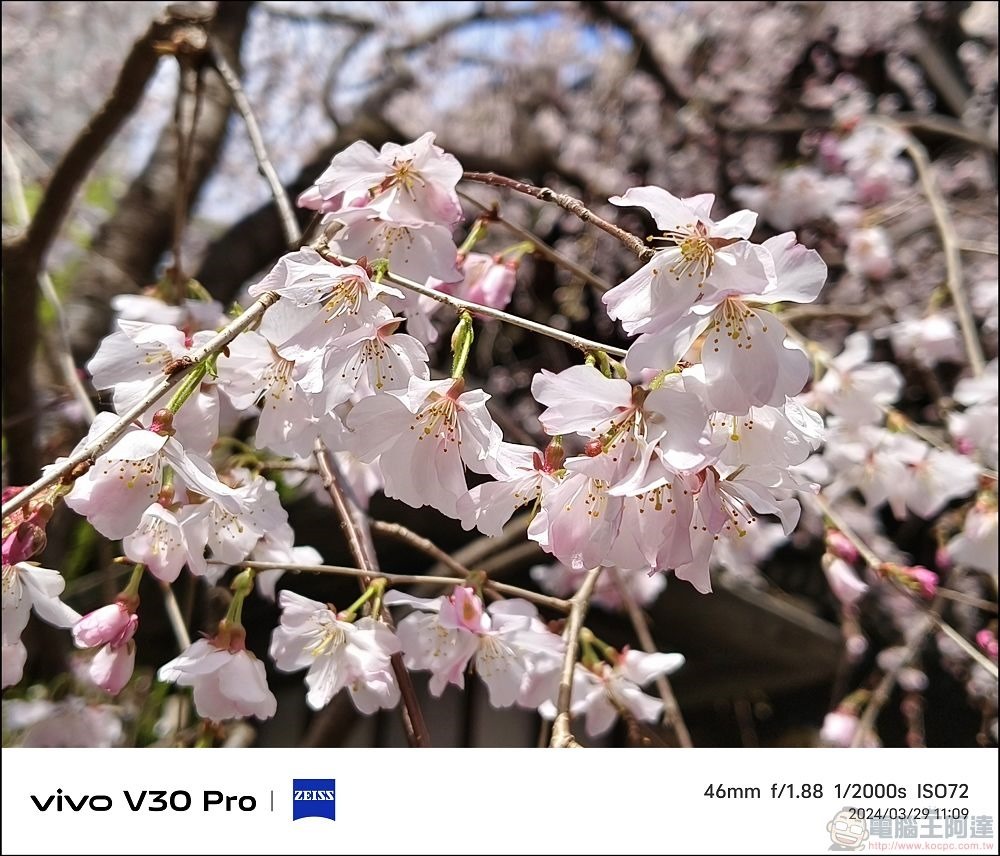 vivo V30 Pro 拍攝樣張 - 60 vivo V30 Pro 拍攝樣張 - 60