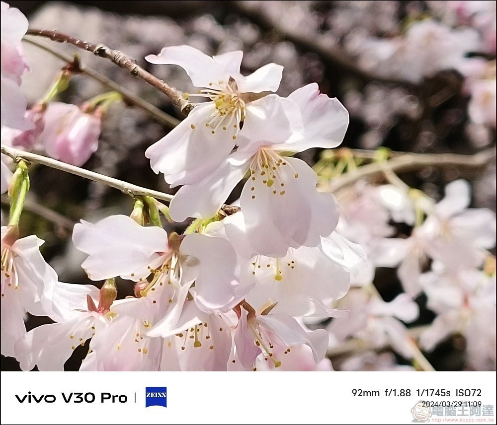 vivo V30 Pro 拍攝樣張 - 61