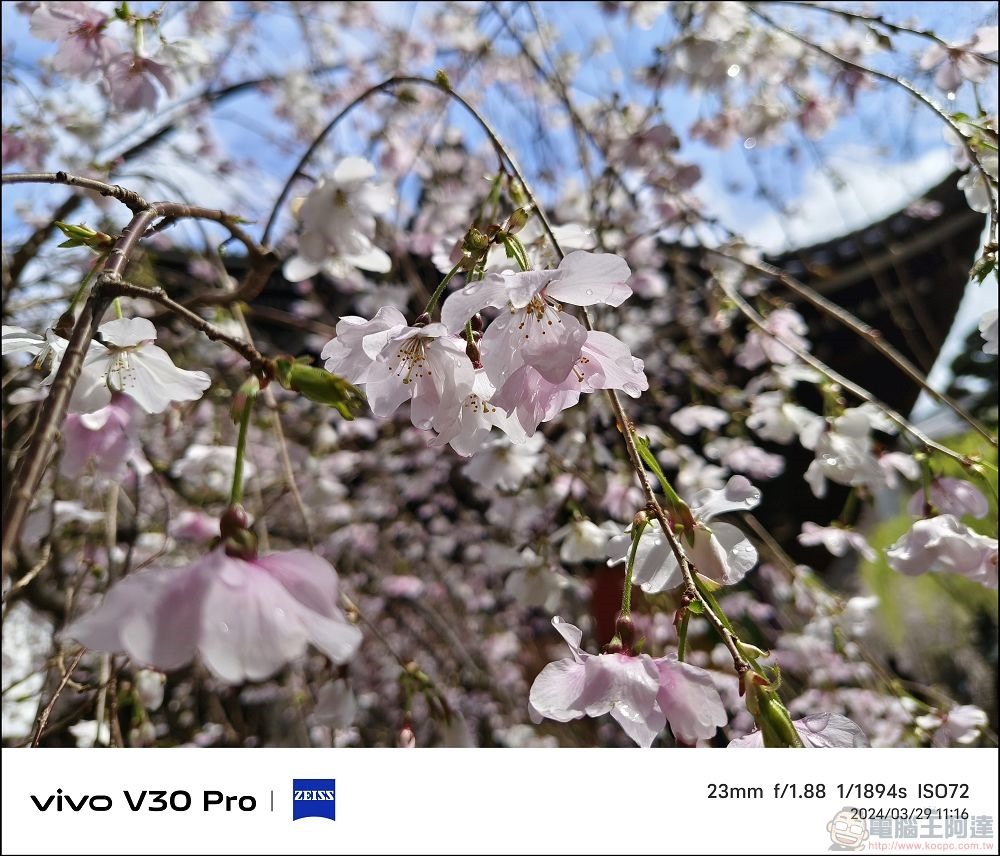 vivo V30 Pro 拍攝樣張 - 62 vivo V30 Pro 拍攝樣張 - 62