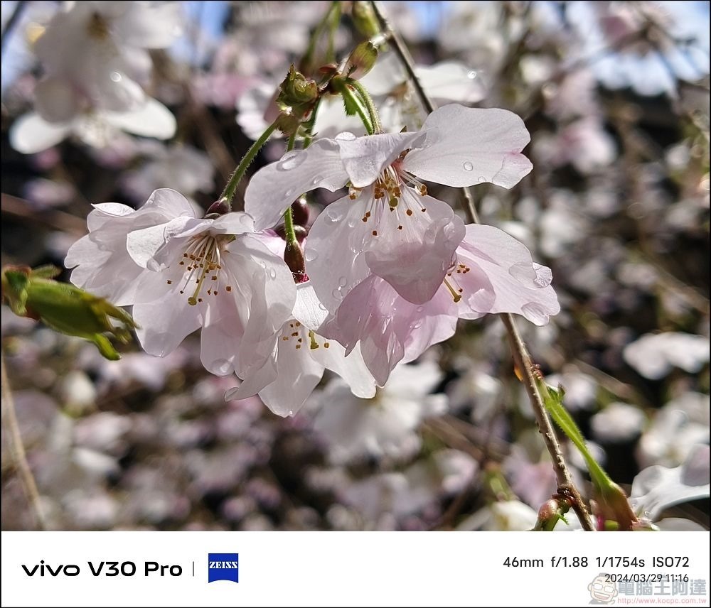 vivo V30 Pro 拍攝樣張 - 63 vivo V30 Pro 拍攝樣張 - 63