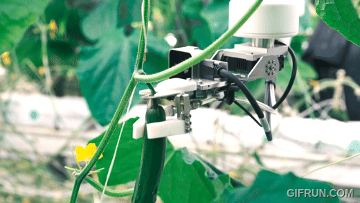 AGRIST 開發小黃瓜自動收穫機器人:AI識別、吸式手臂不傷農作物 - 電腦王阿達 AGRIST 開發小黃瓜自動收穫機器人:AI識別、吸式手臂不傷農作物 - 電腦王阿達