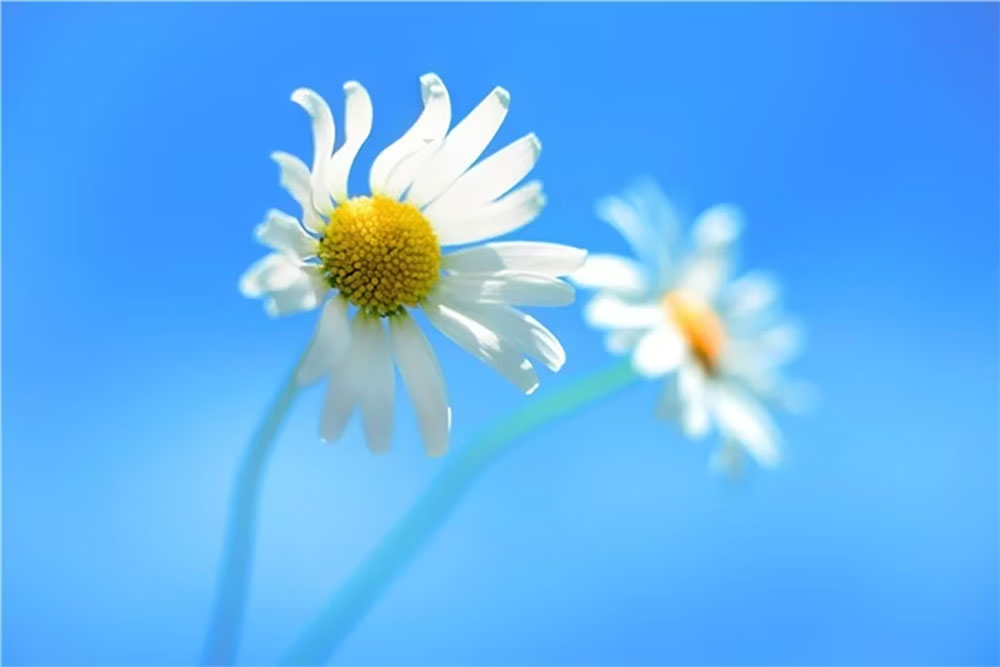 細數那些耳熟能詳的 Windows 歷代預設桌布 - 電腦王阿達 細數那些耳熟能詳的 Windows 歷代預設桌布 - 電腦王阿達