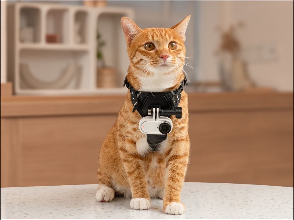 Cat 02 Cat 02
