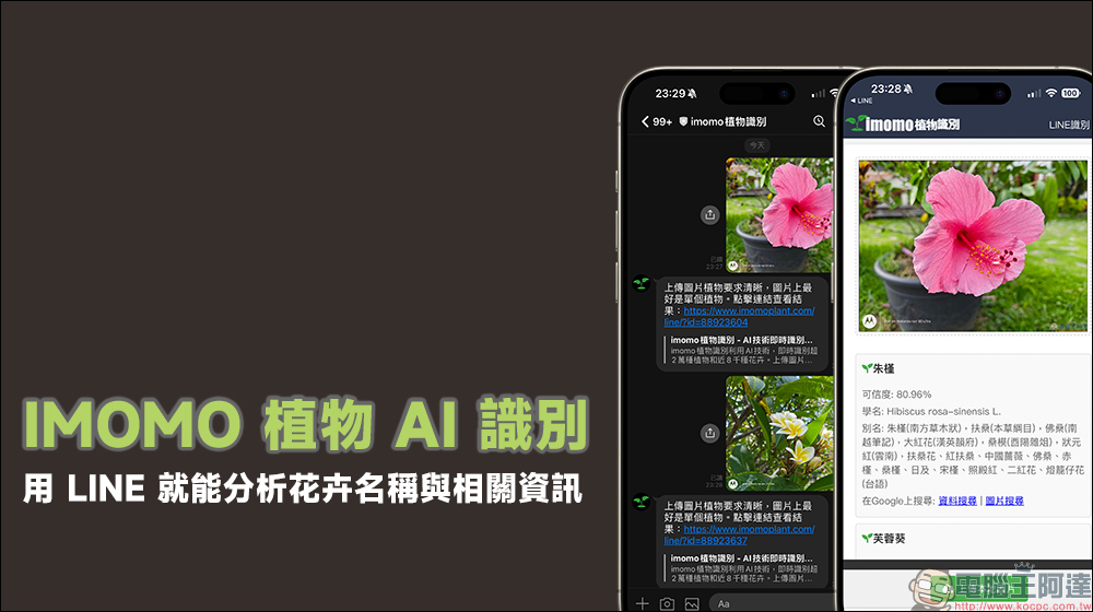 IMOMO 植物 AI 識別功能,眼前的是什麼花?用 LINE 就能分析花卉名稱與相關資訊 - 電腦王阿達 IMOMO 植物 AI 識別功能,眼前的是什麼花?用 LINE 就能分析花卉名稱與相關資訊 - 電腦王阿達