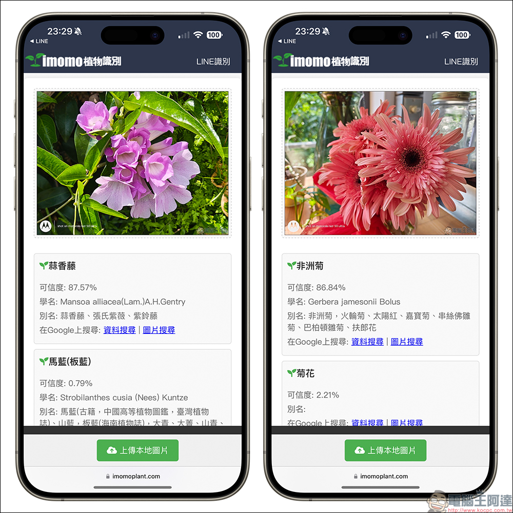 IMOMO 植物 AI 識別功能,眼前的是什麼花?用 LINE 就能分析花卉名稱與相關資訊 - 電腦王阿達 IMOMO 植物 AI 識別功能,眼前的是什麼花?用 LINE 就能分析花卉名稱與相關資訊 - 電腦王阿達