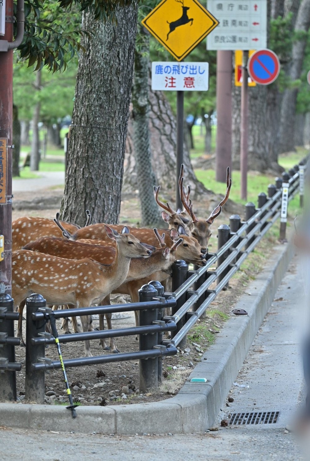 中國人暴力對待奈良鹿引發日本憤怒:日本網友與警方聯手對抗動物虐待 - 電腦王阿達 中國人暴力對待奈良鹿引發日本憤怒:日本網友與警方聯手對抗動物虐待 - 電腦王阿達