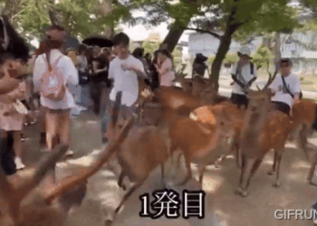 中國人暴力對待奈良鹿引發日本憤怒：日本網友與警方聯手對抗動物虐待