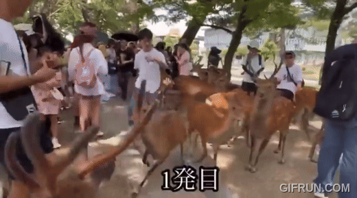 中國人暴力對待奈良鹿引發日本憤怒:日本網友與警方聯手對抗動物虐待 - 電腦王阿達 中國人暴力對待奈良鹿引發日本憤怒:日本網友與警方聯手對抗動物虐待 - 電腦王阿達