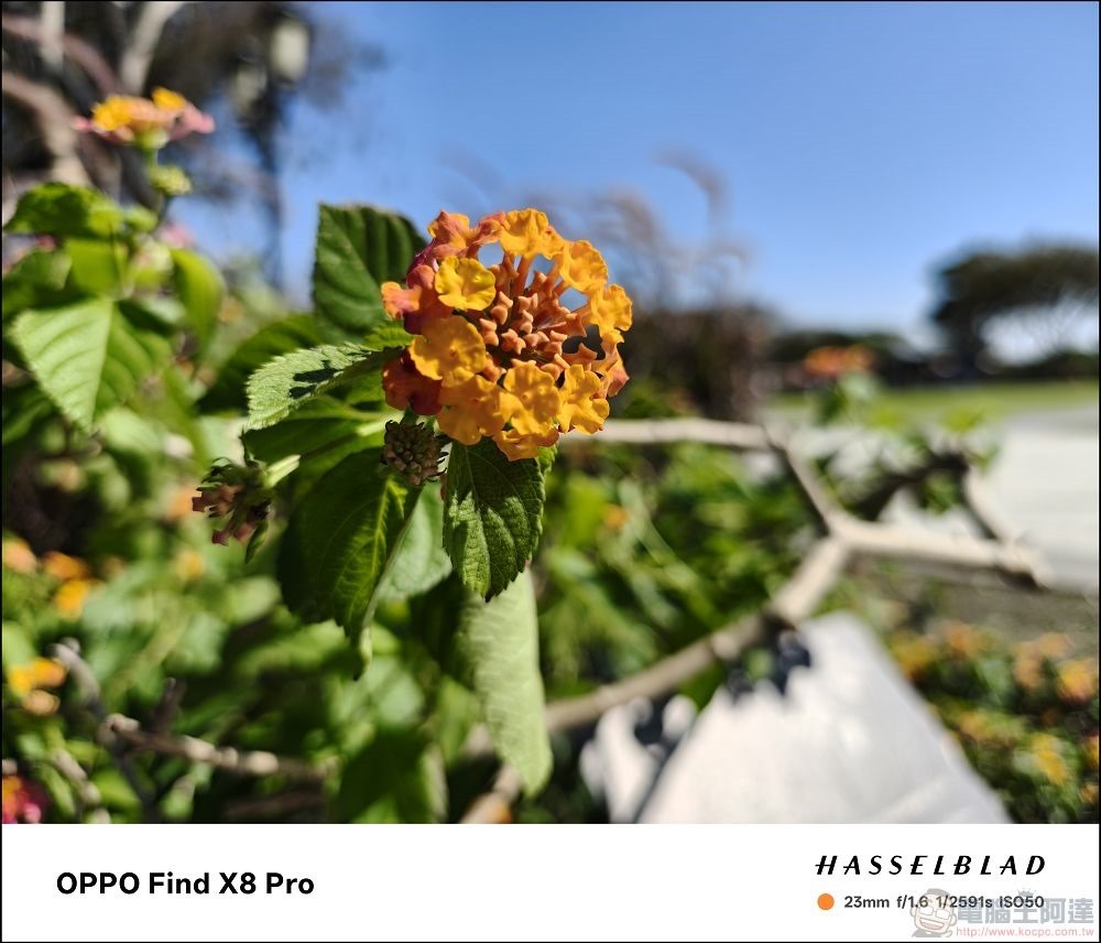 OPPO Find X8 Pro 拍攝樣張 - 25 OPPO Find X8 Pro 拍攝樣張 - 25