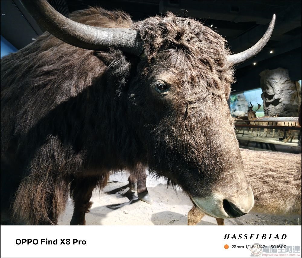 OPPO Find X8 Pro 拍攝樣張 - 30 OPPO Find X8 Pro 拍攝樣張 - 30