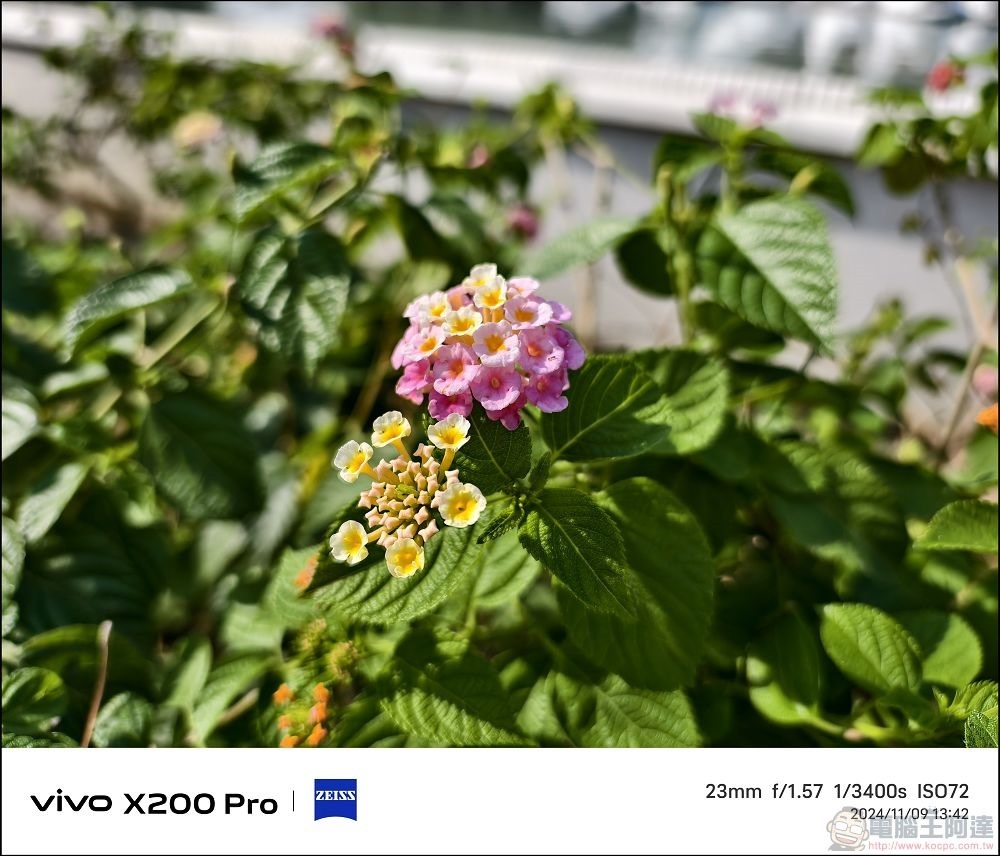 vivo X200 Pro 拍攝樣張 - 33 vivo X200 Pro 拍攝樣張 - 33