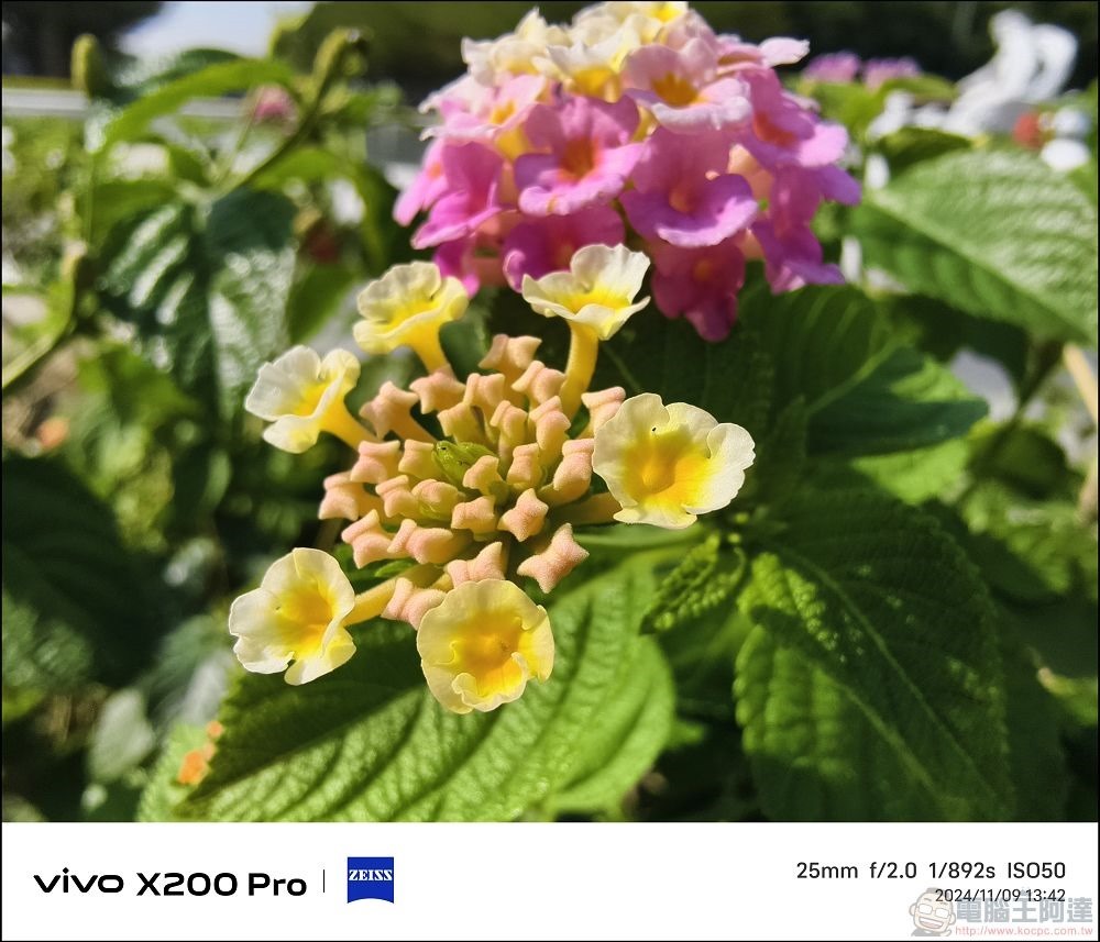 vivo X200 Pro 拍攝樣張 - 34 vivo X200 Pro 拍攝樣張 - 34