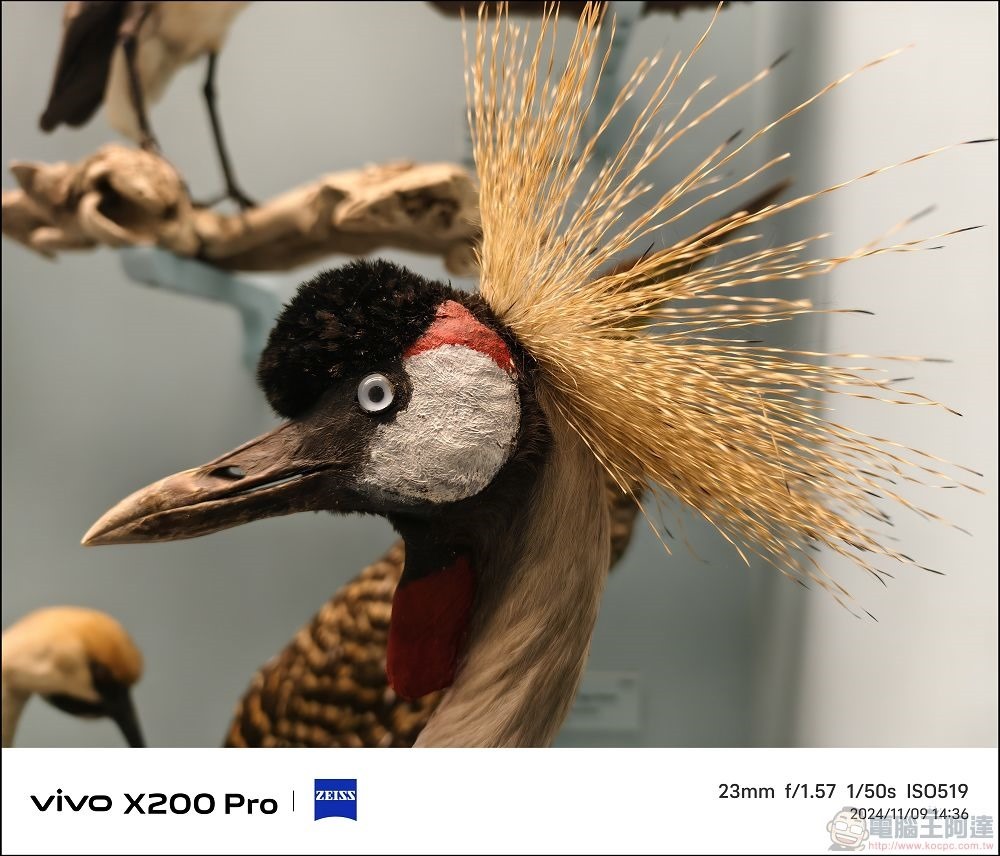 vivo X200 Pro 拍攝樣張 - 43 vivo X200 Pro 拍攝樣張 - 43