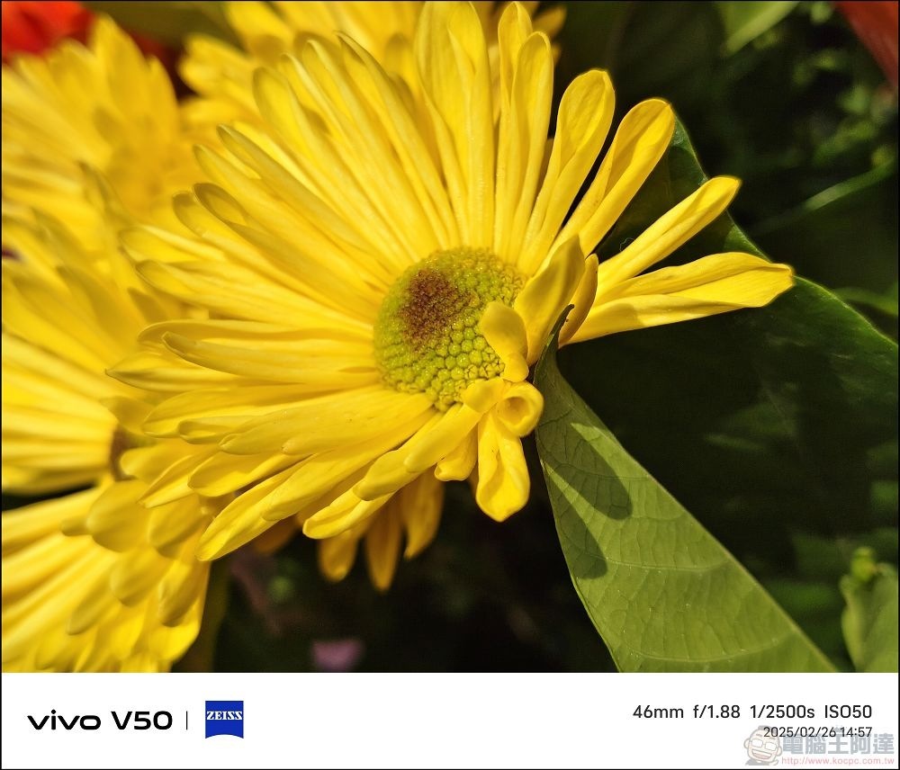 vivo V50 拍攝樣張 - 13 vivo V50 拍攝樣張 - 13