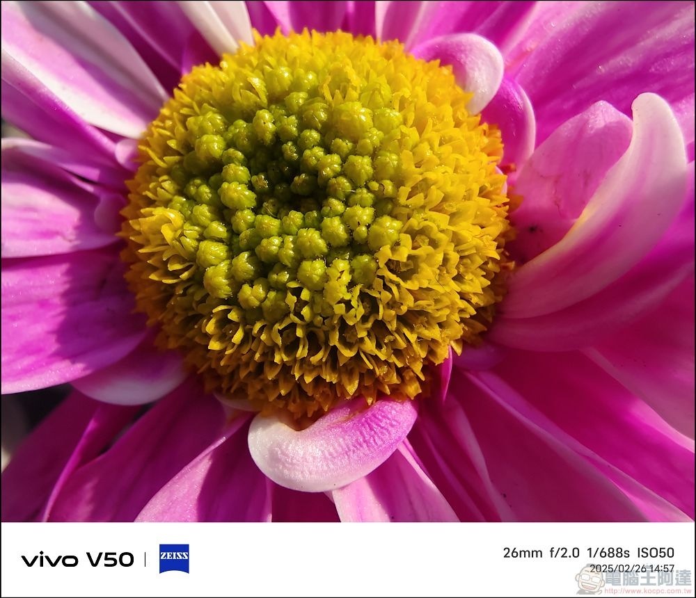 vivo V50 拍攝樣張 - 17 vivo V50 拍攝樣張 - 17