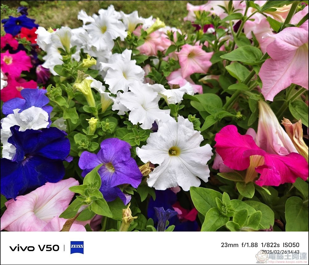 vivo V50 拍攝樣張 - 18 vivo V50 拍攝樣張 - 18