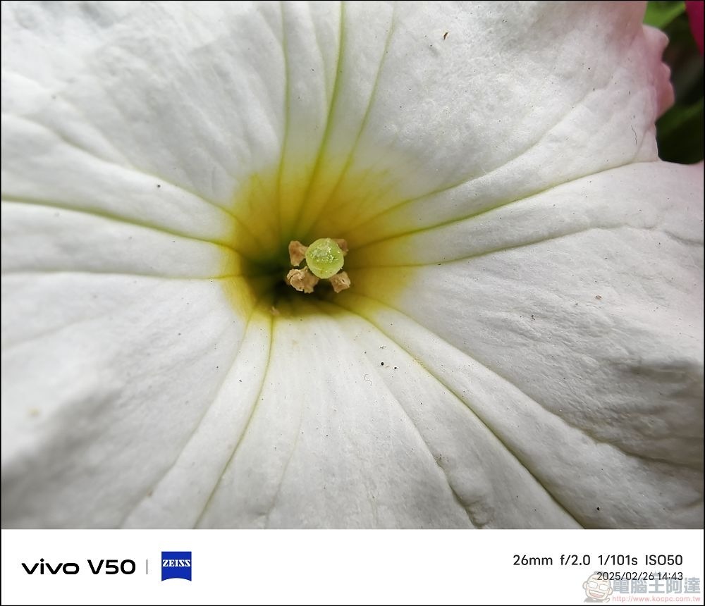 vivo V50 拍攝樣張 - 19 vivo V50 拍攝樣張 - 19