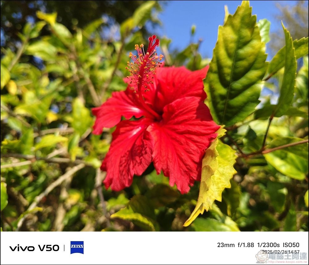 vivo V50 拍攝樣張 - 20 vivo V50 拍攝樣張 - 20