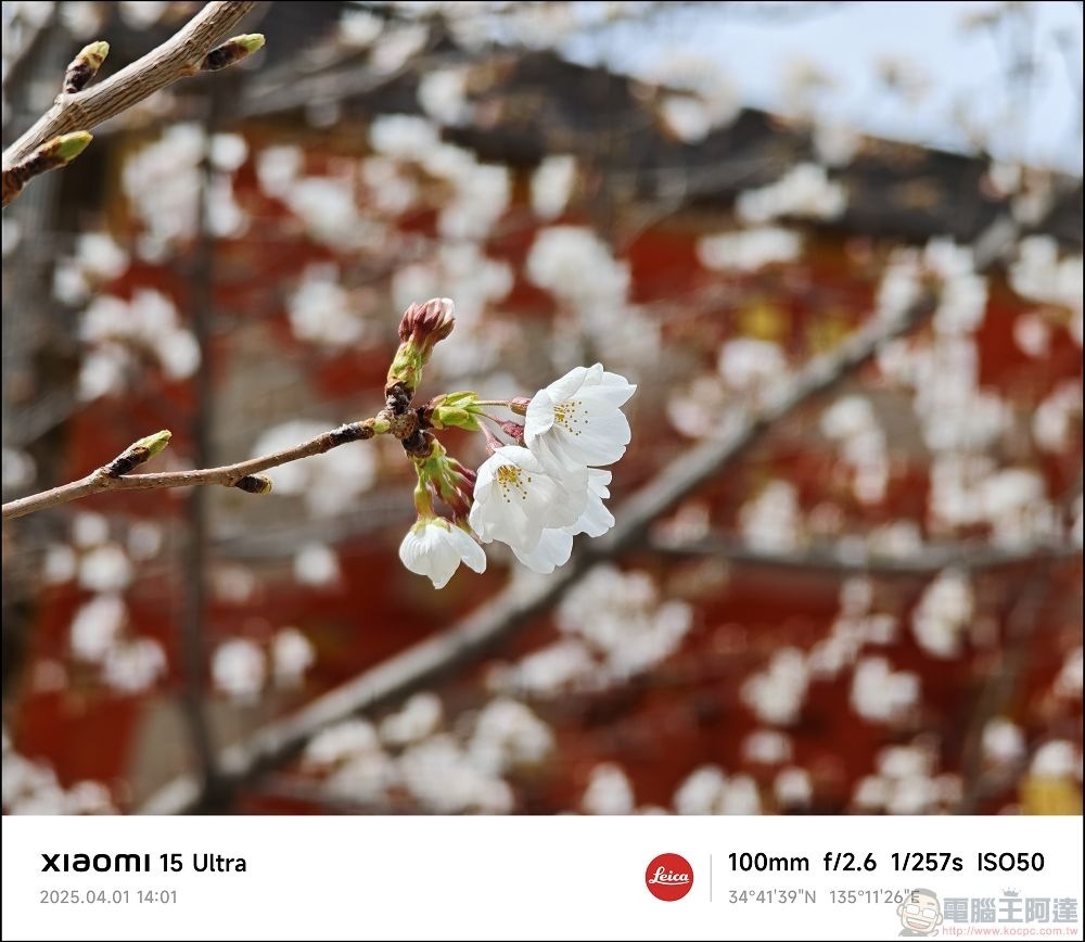 Xiaomi 15 Ultra 拍攝樣張 - 028 Xiaomi 15 Ultra 拍攝樣張 - 028