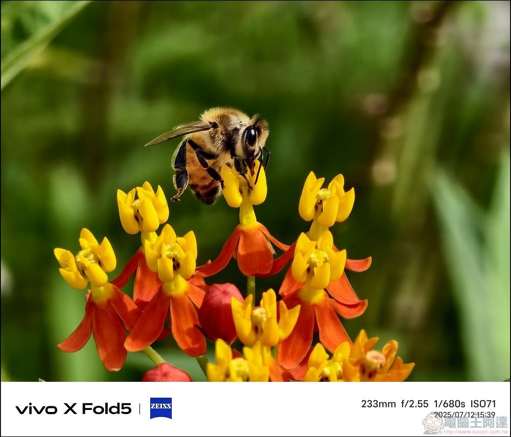 vivo X Fold5 拍攝樣張 - 30 vivo X Fold5 拍攝樣張 - 30