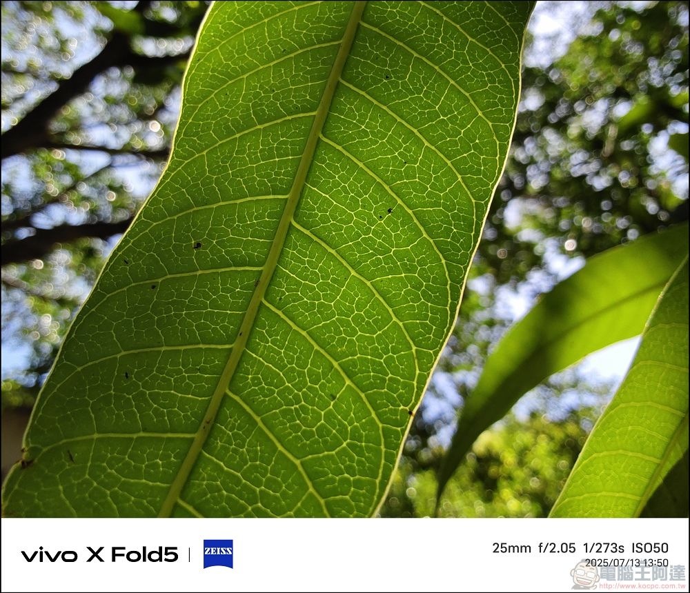 vivo X Fold5 拍攝樣張 - 31 vivo X Fold5 拍攝樣張 - 31