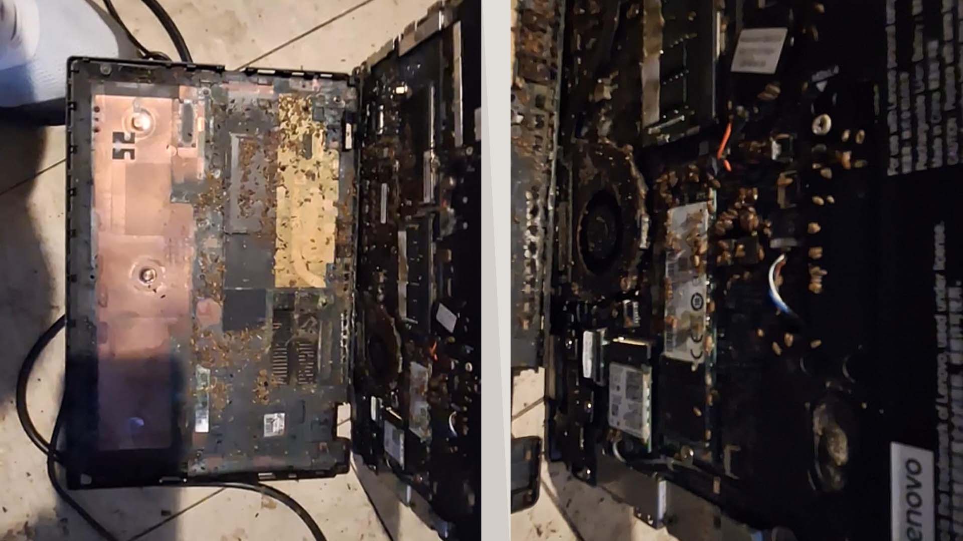 超噁!國外網友買翻新筆電,放一個月後故障拆開內部滿是蟲殼,主機板、散熱風扇全都遭殃 - 電腦王阿達 超噁!國外網友買翻新筆電,放一個月後故障拆開內部滿是蟲殼,主機板、散熱風扇全都遭殃 - 電腦王阿達