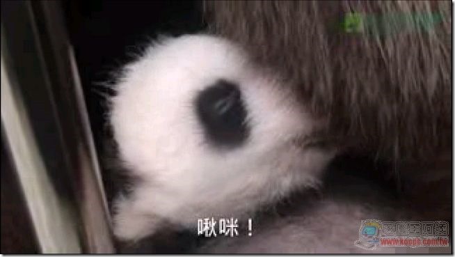 圓仔06 圓仔06