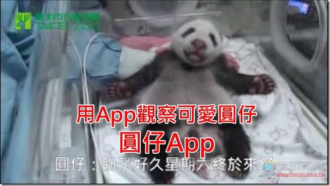 圓仔 圓仔