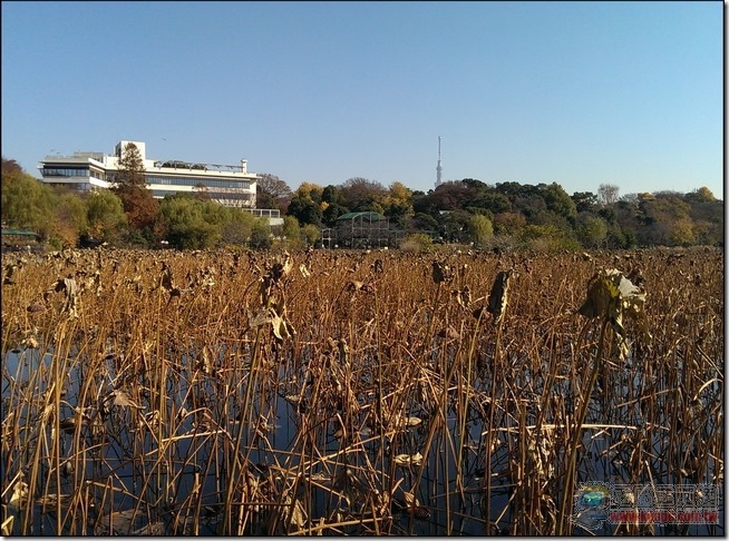 東京自由行之上野45 東京自由行之上野45