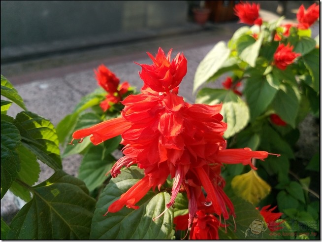 M530拍照效果 (7) M530拍照效果 (7)