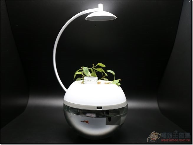 香草與魚-01 香草與魚-01