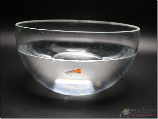 香草與魚-10 香草與魚-10