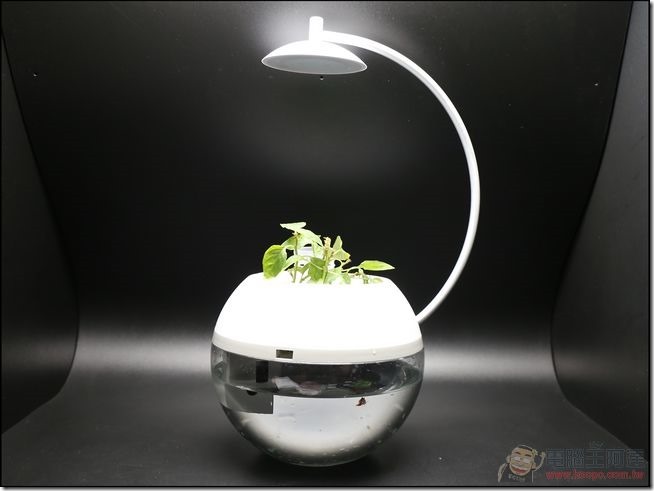 香草與魚-14 香草與魚-14